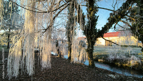 branches of weeping willow trees covered with rime ice in sunlight