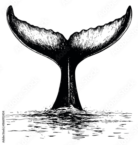 Hand drawn line art illustration of a whale tail depicting it breaking the surface of the water for marine life design