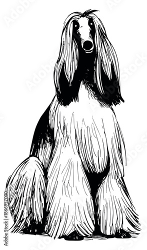 Hand drawn line art illustration of an Afghan hound depicting an elegant sitting dog for pet-related designs