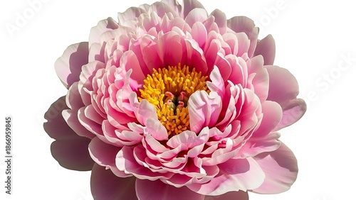 Vibrant pink peony flower with lush petals and golden stamens