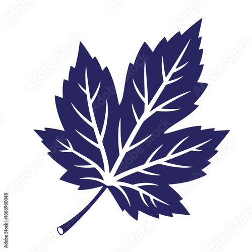 Dark blue maple leaf with white veins on white background