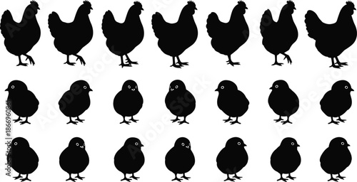 Chicken and chick silhouettes, farm animals, black vector icons, poultry group, educational design, flat vector illustration