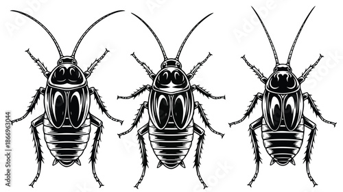 Three cockroaches viewed from above with detailed bodies and antennae on a white background in a graphic illustration.