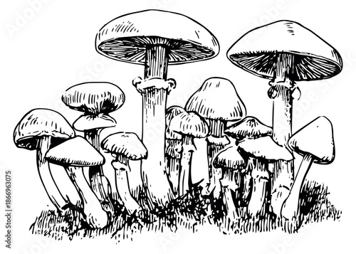 Hand drawn line art mushroom set featuring a cluster of wild fungi for nature and autumn designs