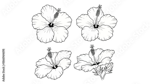 Black and white line drawing illustrations of four hibiscus flowers on a white background
