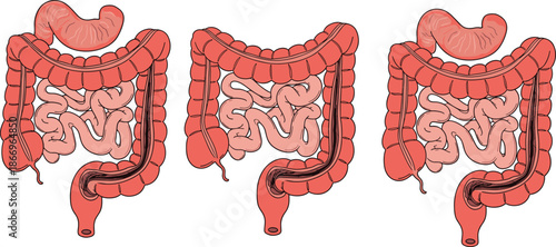 Human digestive system anatomy, intestinal medical diagram, stomach and intestines illustration, gastrointestinal health, flat vector illustration