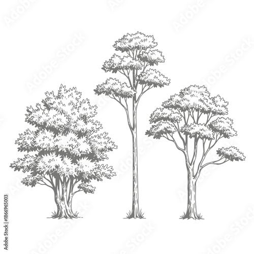 Three trees with varying heights and leafy canopies illustrated in black and white