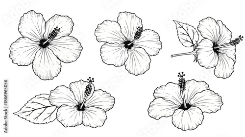 Black and white line drawing of five hibiscus flowers with leaves on a plain white background.