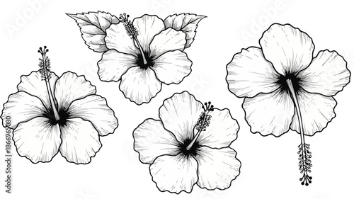 Black and white illustration of four hibiscus flowers with detailed petals and stamens on a plain white background.