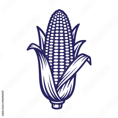 illustration of an ear of corn with leaves  corn on the cob  maize