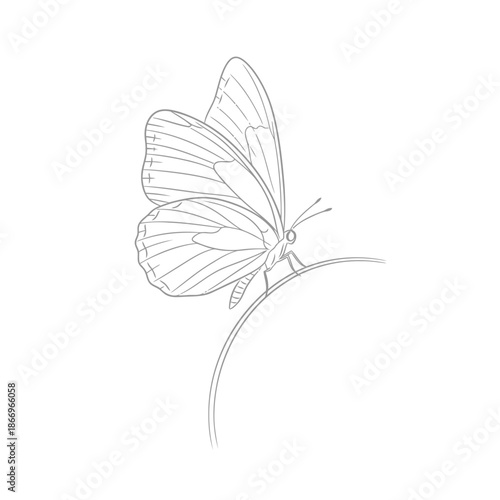 A line drawing of a butterfly on a stem with wings spread and antennae visible