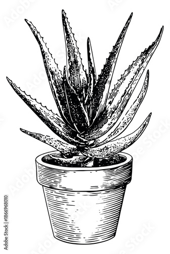 Hand drawn line art illustration of a potted aloe vera plant depicting its succulent leaves for natural remedies and decoration