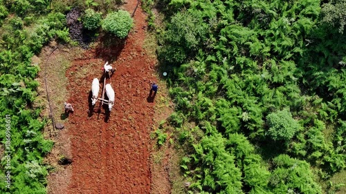 Top-down aerial view of Indian farmers ploughing red soil with bullocks on farmland, surrounded by greenery. Traditional agriculture using oxen in rural India.