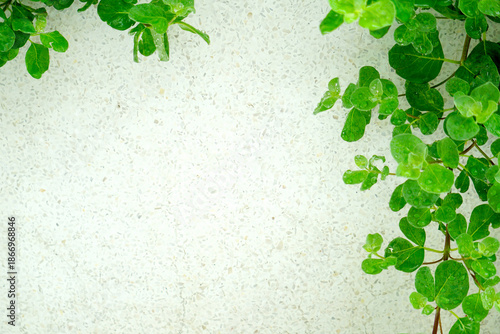 Green leaves on a green background. beautiful attractive nature view of green leaf on blurred greenery background in garden with copy space using as background.