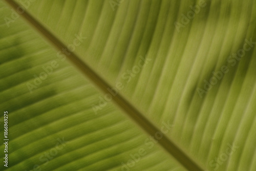 The beautiful surface of a banana leaf
