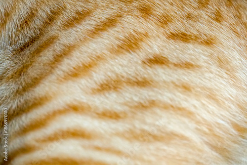 Close up detail of the fur of a yellow orage thai cat spot. Use as a background cover page concept.
