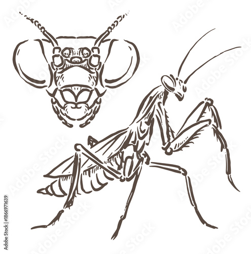 vector illustration of a grasshopper and its head is clear with unique line drawing