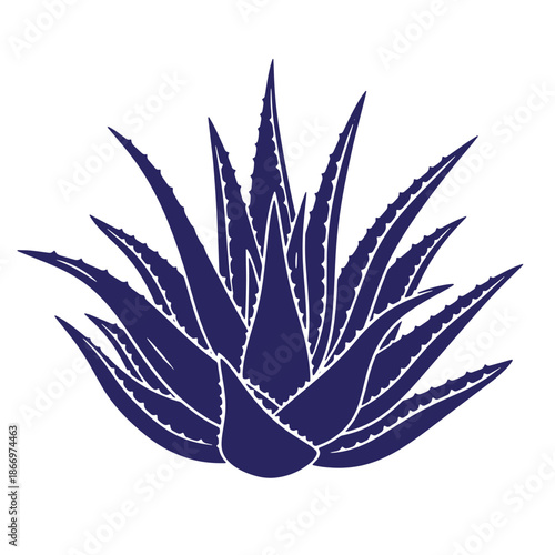 Dark blue agave plant silhouette with spiky leaves on white background  decorative illustration