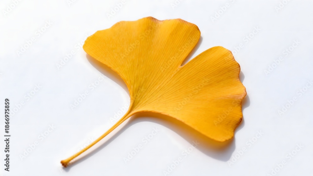 Naklejka premium Single yellow ginkgo leaf