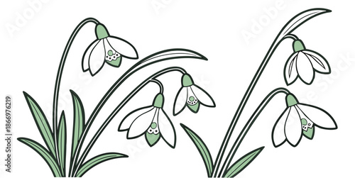 Snowdrops illustration