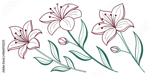 Illustration of delicate white lilies