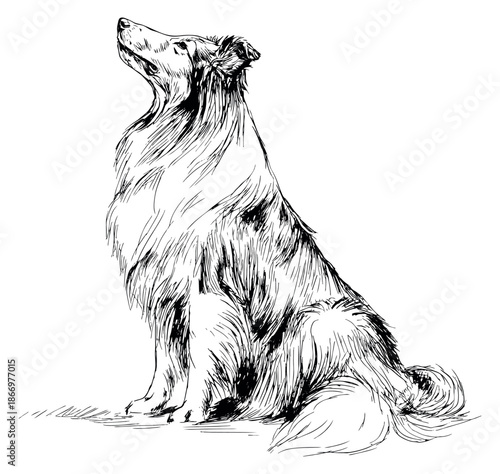 Hand drawn line art illustration of an attentive collie dog depicting an upward gaze for pet care and animal designs