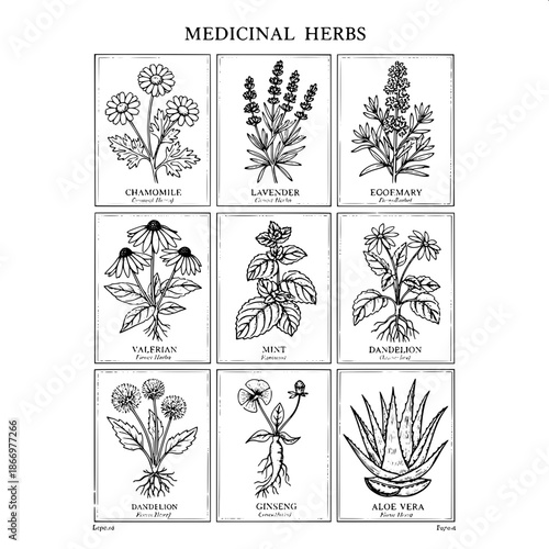 Vintage medicinal herb plate, traditional engraving aesthetic, black and white botanical drawing, structured grid layout, precise labeling, elegant old-book typography.