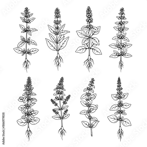 Botanical study illustration, hand-etched ink style, eight medicinal herbs arranged neatly, roots and leaves emphasized, crisp white background, scholarly and timeless.
