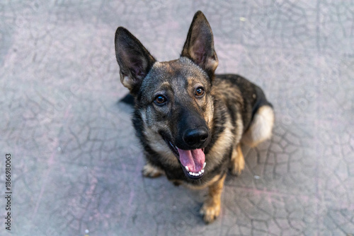 German Shepherds show love through