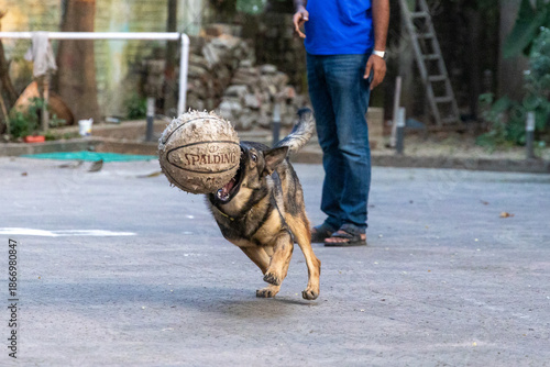 German Shepherds show love through