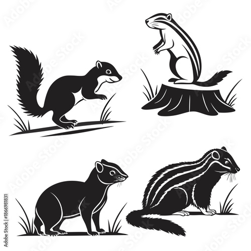 Black and white squirrel illustrations