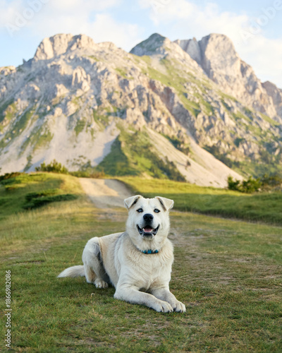 Photography A white mixed breed dog lies peacefully on dry grass surrounded by rocky peaks