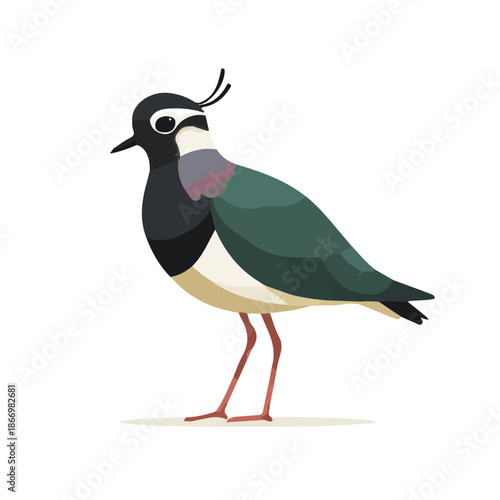 Tablou pe pânză Lapwing illustrated in a clean 2D flat vector style, minimal and modern, isolated on a white background