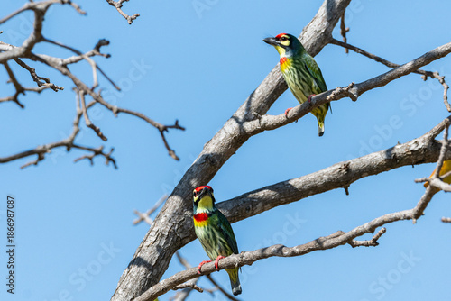 Photography Portrait beautiful colorful bird Coppersmith Barbet (Megalaima haemacephala) on branch trees in the nature on blue sky background