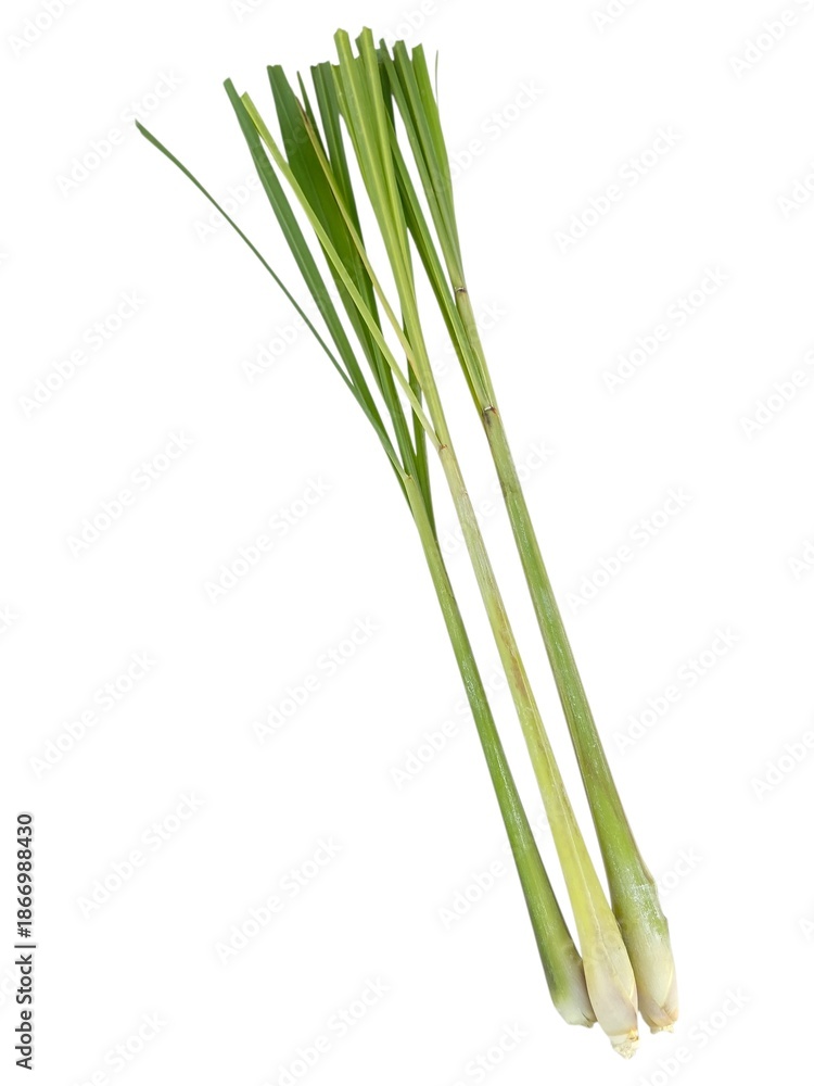Fototapeta premium Fresh herbal lemongrass plant with long leaves isolated on white background.
