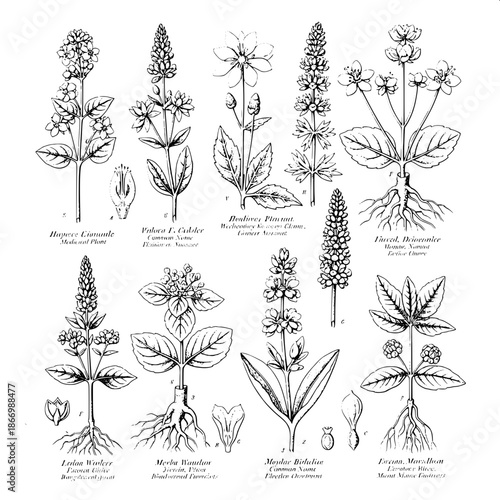 Elegant botanical engraving artwork, monochrome ink illustration, medicinal plants chart, precise detailing, labeled specimens, museum-grade botanical illustration.