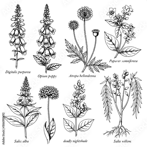 Elegant botanical engraving artwork, monochrome ink illustration, medicinal plants chart, precise detailing, labeled specimens, museum-grade botanical illustration.