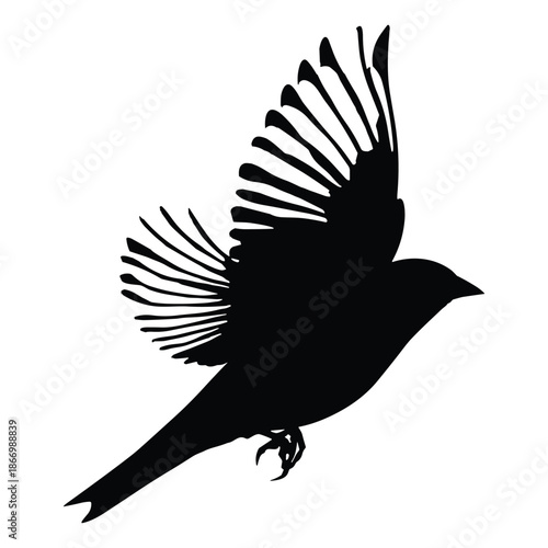 Silhouette of bird flying with spread wings