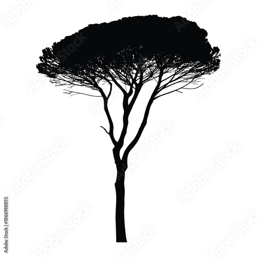 Silhouette of Pine Tree with Flat Canopy
