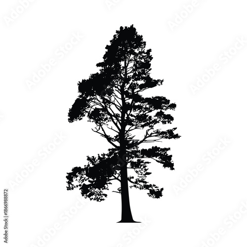 Silhouette of tall pine tree isolated