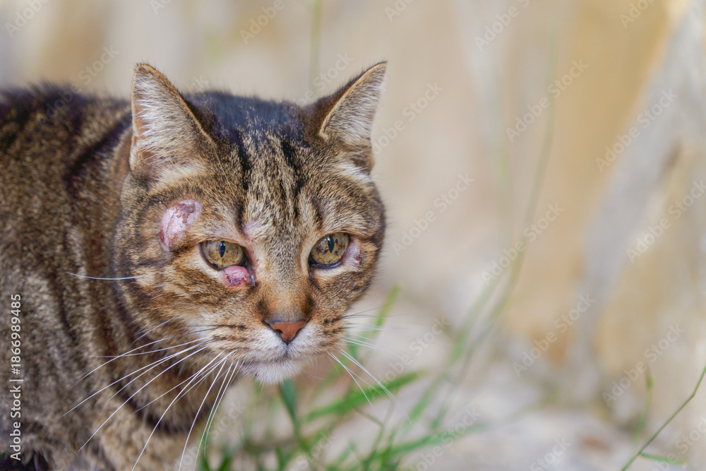 Obraz premium Brown domestic tabby cat with a wounded eye and scars on its face, looking into the distance with a serious expression
