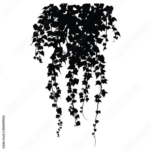 Silhouette of Hanging Ivy Plant