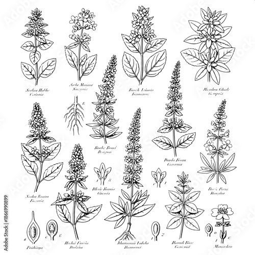 Old scientific botanical chart, finely engraved ink drawing, labeled herbs, detailed textures, white background, historical natural science aesthetic.