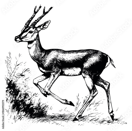 Hand drawn line art illustration of a gazelle depicting running through grasslands for wildlife and nature projects