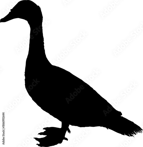 vector image of a silhouette of a female duck isolated in white