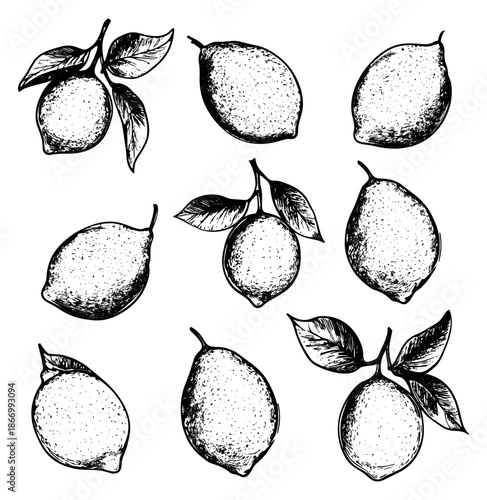 Hand drawn line art lemon illustration set featuring whole fruits and leaves for natural food packaging and recipes
