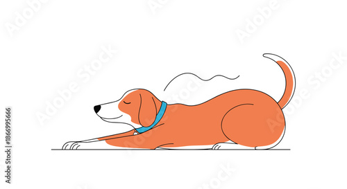 Graceful brown and white dog wearing a blue collar performing a long stretch on the ground with its eyes closed.