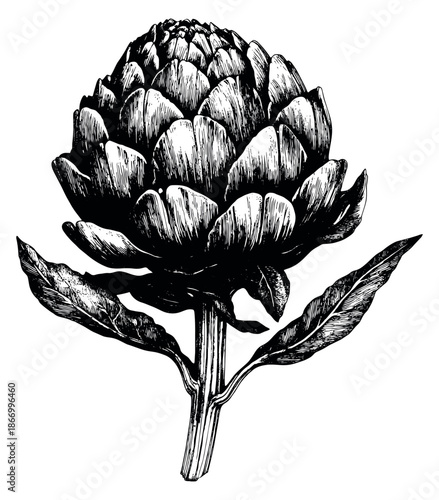 Hand drawn line art illustration of an artichoke depicting a natural vegetable for healthy eating concepts
