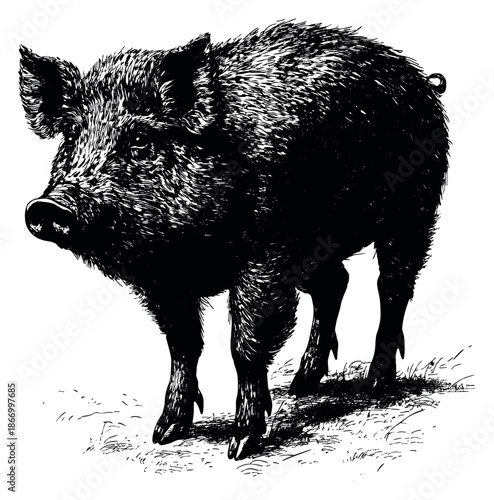Hand drawn line art illustration of a pig depicting a rustic farm animal for agricultural and food industry designs