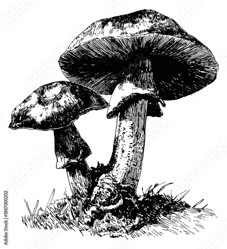 Hand drawn line art illustration of two mushrooms depicting natural growth for botanical designs